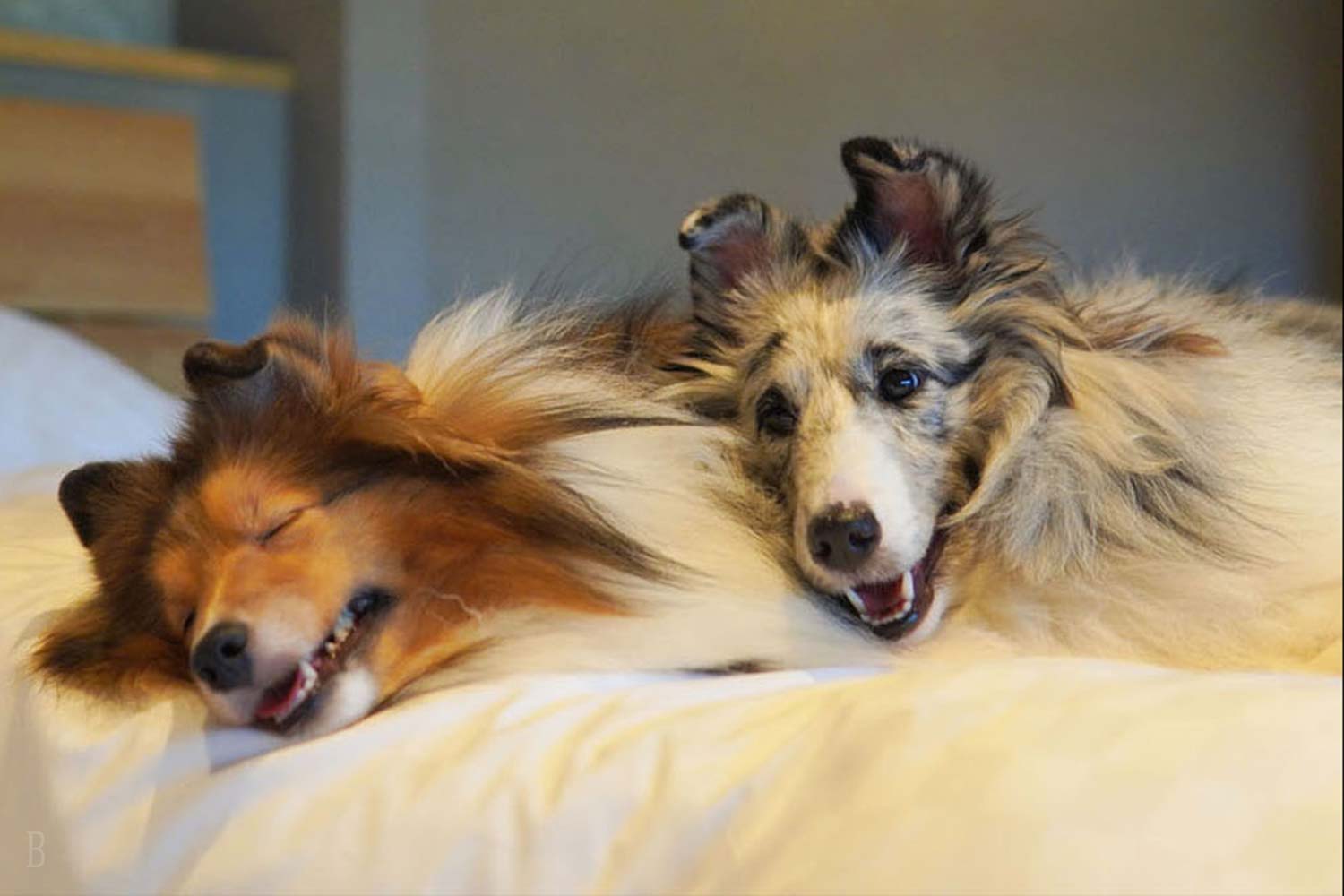 愛犬とベッドで添い寝可能