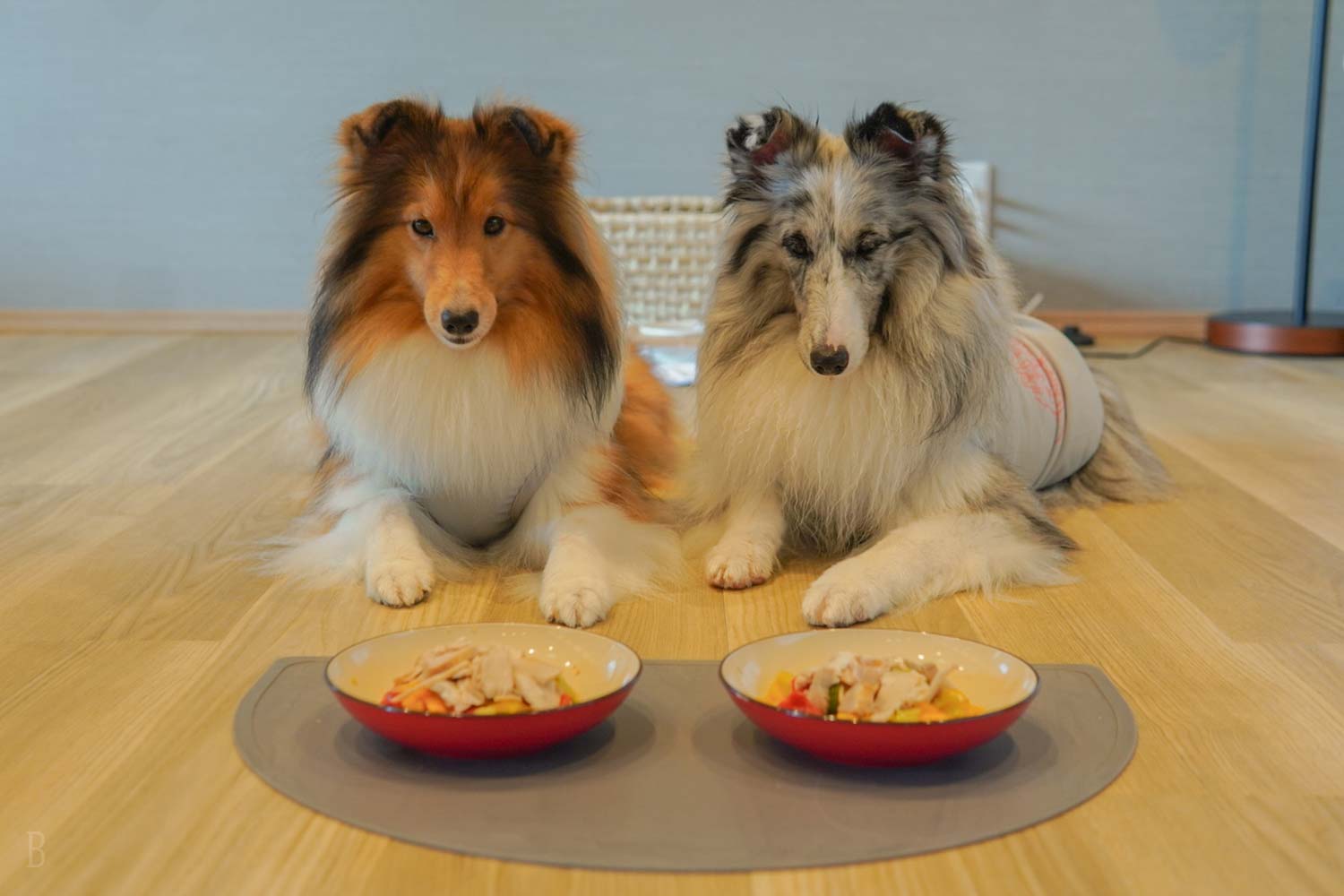 食事付きプランなら愛犬のお食事も無料